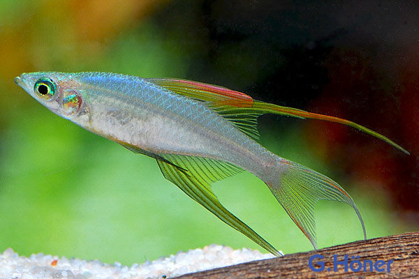 Prachtregenbogenfisch