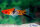 Schwertträger Koi (dreifarbig)